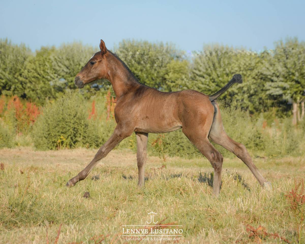 Puledra Lusitano In vendita 2026 Nero ,  Onyx des Ocres