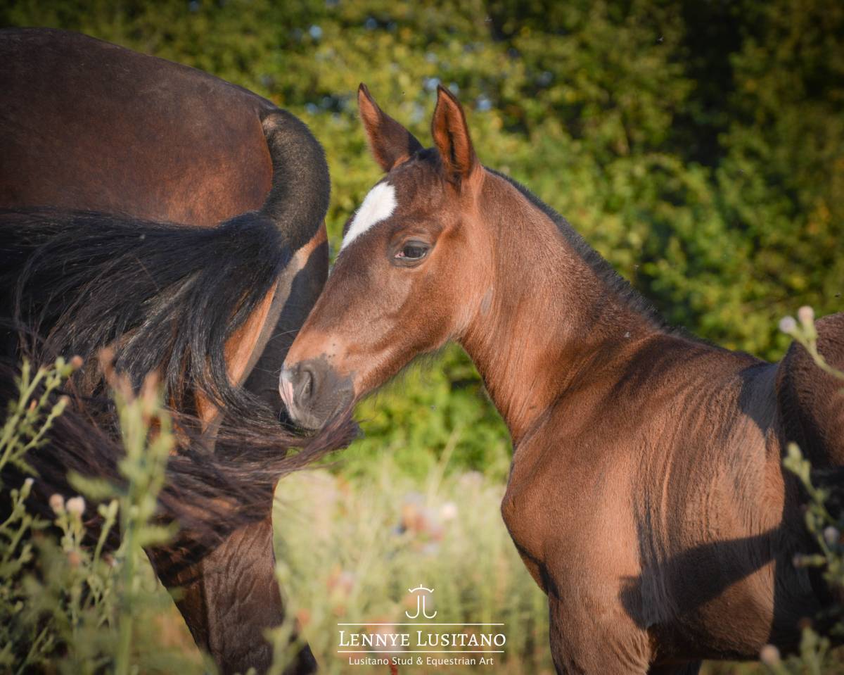 Puledra Lusitano In vendita 2026 Nero ,  Onyx des Ocres