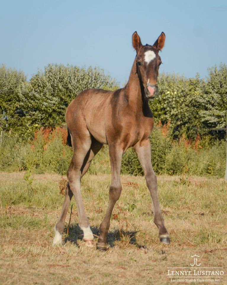 Puledra Lusitano In vendita 2026 Nero ,  Onyx des Ocres
