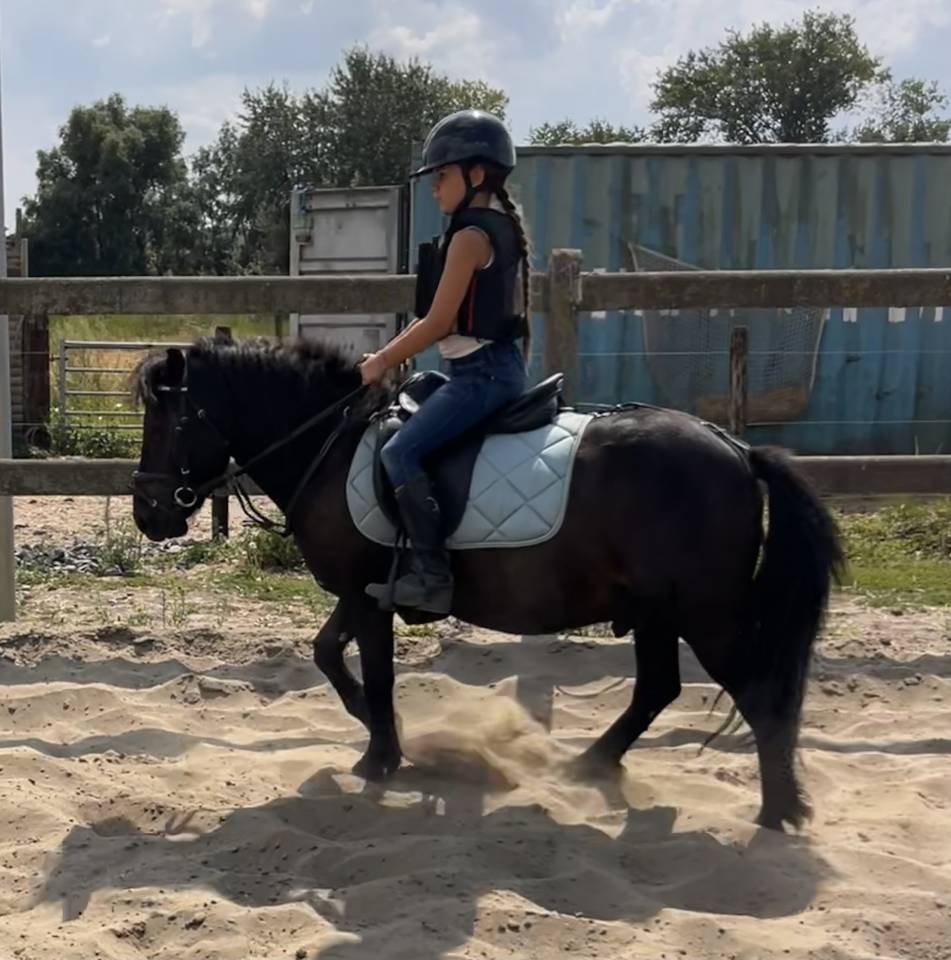 Castrone Shetland In vendita 2022 Nero
