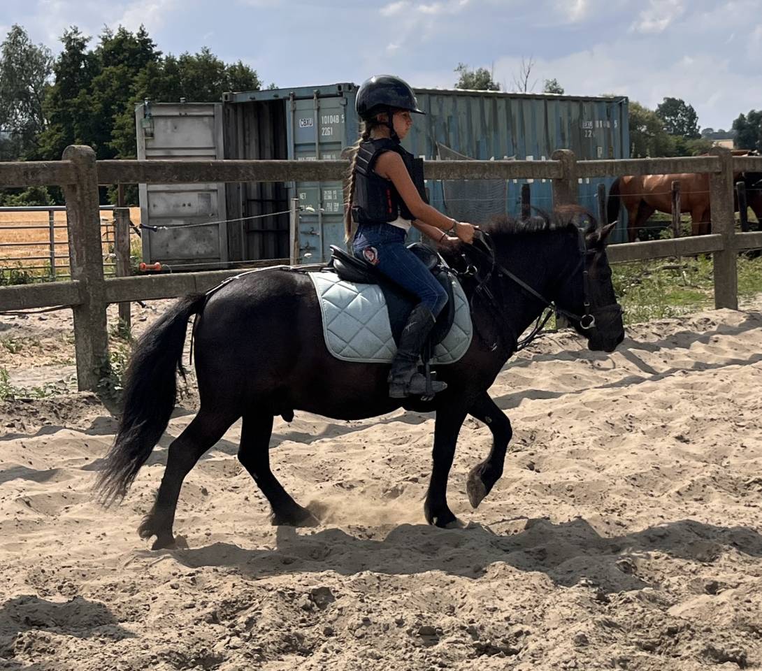Castrone Shetland In vendita 2022 Nero