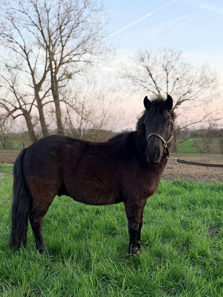 Castrone Shetland In vendita 2022 Nero