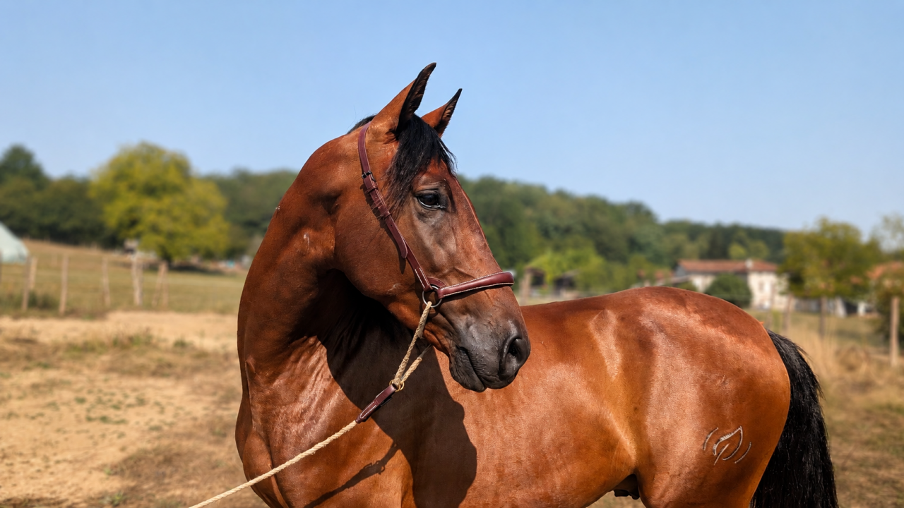 Castrone PRE Andaluso In vendita 2023 Baio