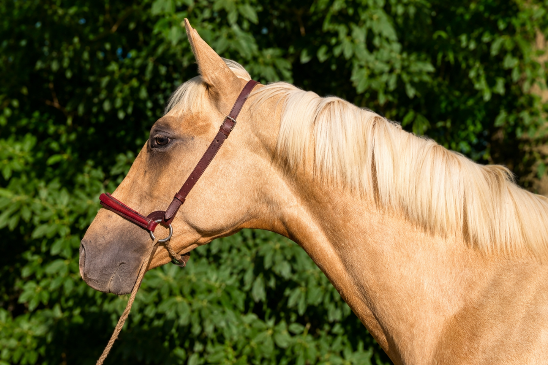Puledro PRE Andaluso In vendita 2025 Palomino ,  ADAGIO CALLER