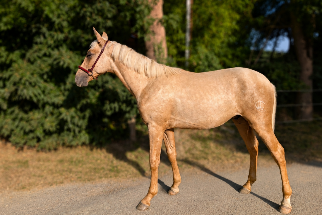 Puledro PRE Andaluso In vendita 2025 Palomino ,  ADAGIO CALLER
