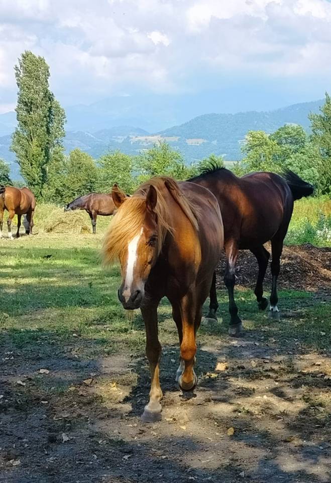 Castrone Origine Non Constatata In vendita 2020 Sauro