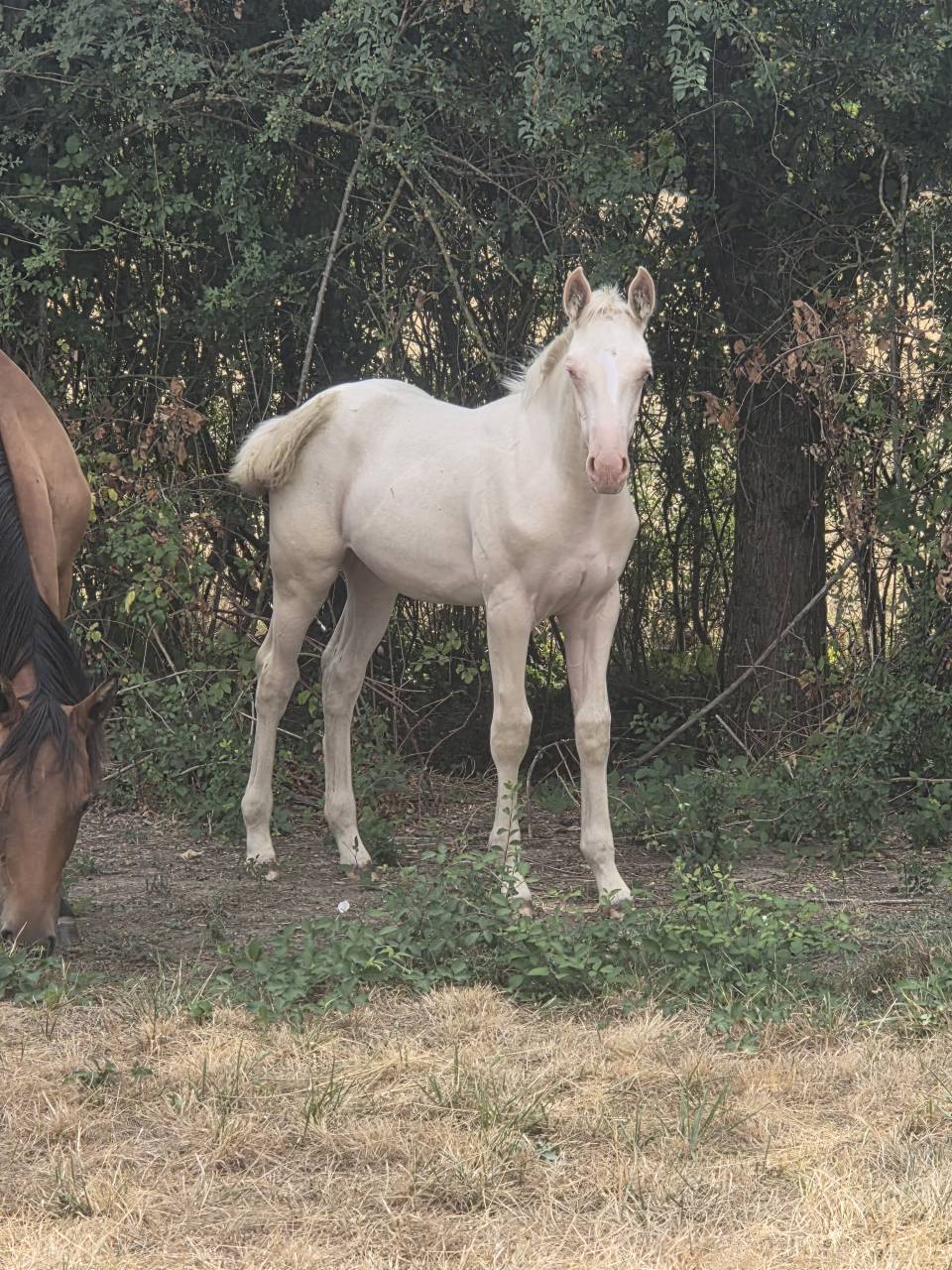 Puledra Quarter Horse In vendita 2026 Crema ,  Dokky munk award
