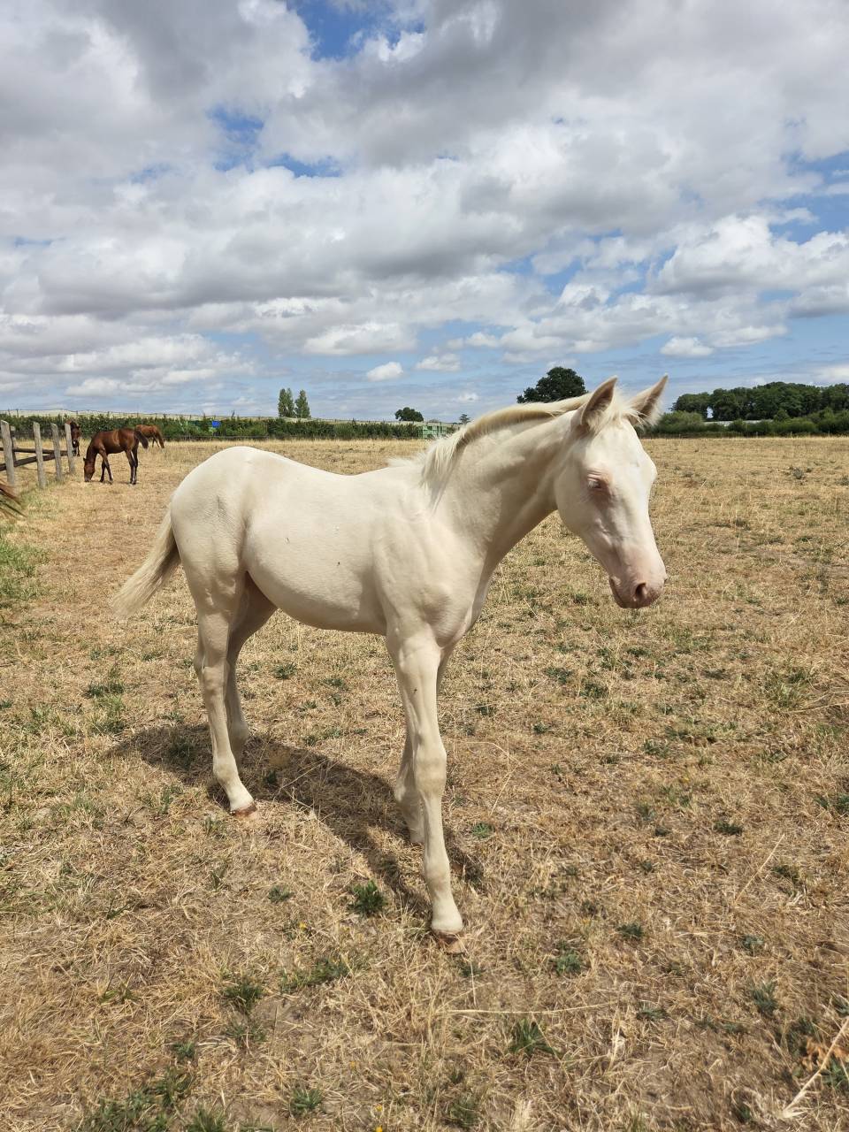 Puledra Quarter Horse In vendita 2026 Crema ,  Dokky munk award