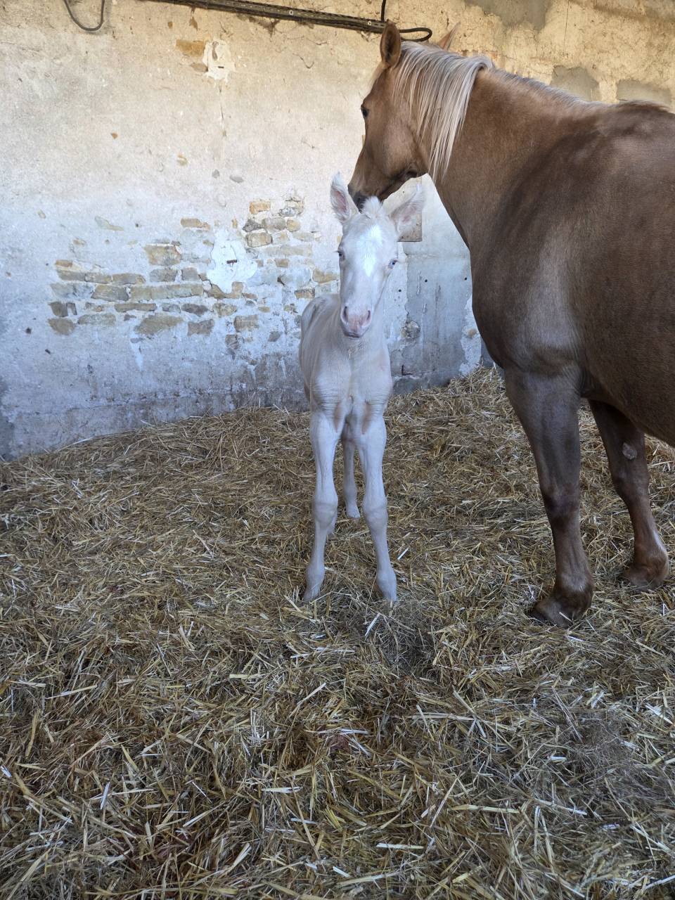 Puledra Quarter Horse In vendita 2026 Crema ,  Dokky munk award