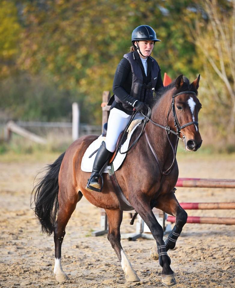 Castrone PFS Pony Francese da Sella In vendita 2015 Baio ,  ACTIF D'ARGENT