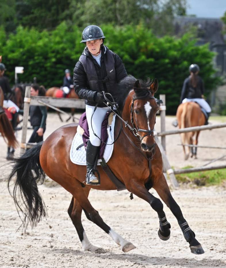 Castrone PFS Pony Francese da Sella In vendita 2015 Baio ,  ACTIF D'ARGENT