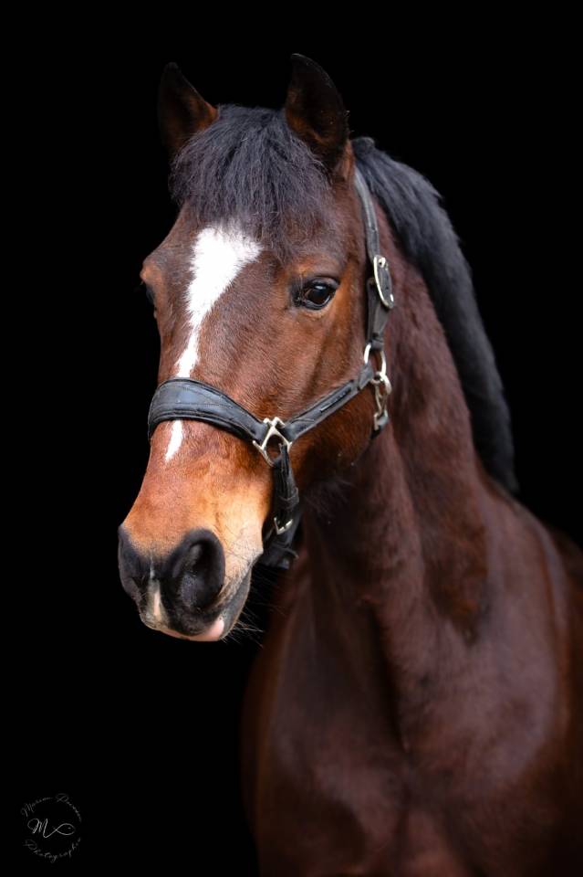 Castrone PFS Pony Francese da Sella In vendita 2015 Baio ,  ACTIF D'ARGENT