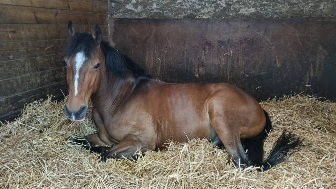 Castrone PFS Pony Francese da Sella In vendita 2015 Baio ,  ACTIF D'ARGENT