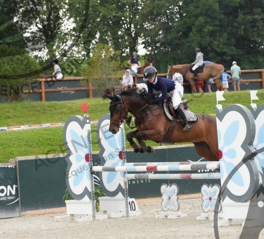 Castrone KWPN Cavallo da Sport Neerlandese In vendita 2018 Baio scuro ,  Grand slam vdl