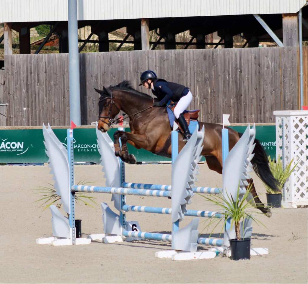 Castrone KWPN Cavallo da Sport Neerlandese In vendita 2018 Baio scuro ,  Grand slam vdl