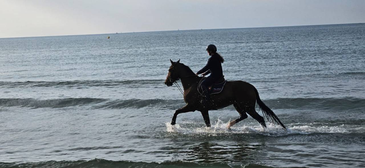 Castrone KWPN Cavallo da Sport Neerlandese In vendita 2018 Baio scuro ,  Grand slam vdl