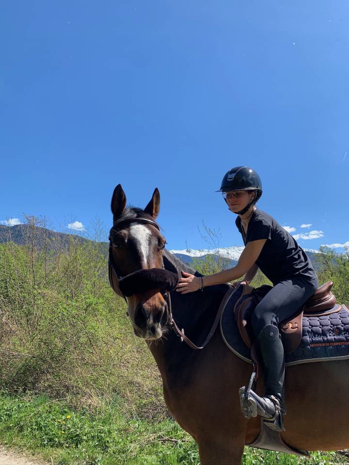 Castrone KWPN Cavallo da Sport Neerlandese In vendita 2018 Baio scuro ,  Grand slam vdl