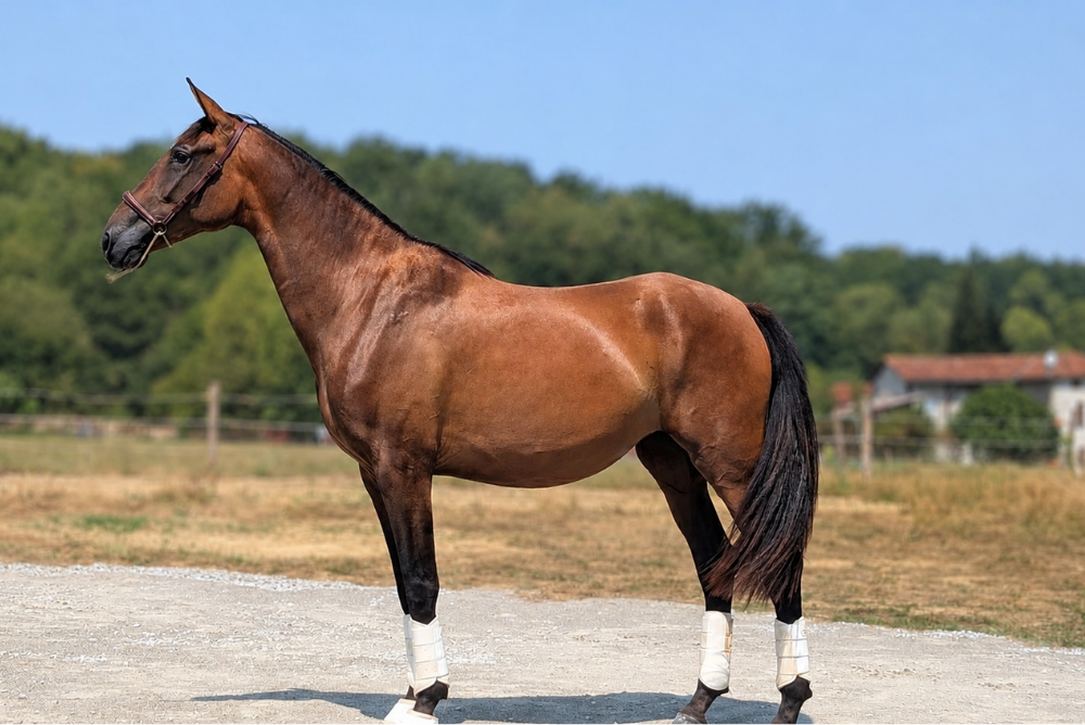 Cavalla PRE Andaluso In vendita 2023 Baio ,  Naviero SG