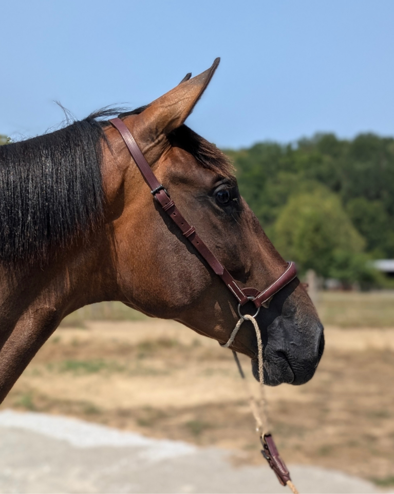 Cavalla PRE Andaluso In vendita 2023 Baio ,  Naviero SG