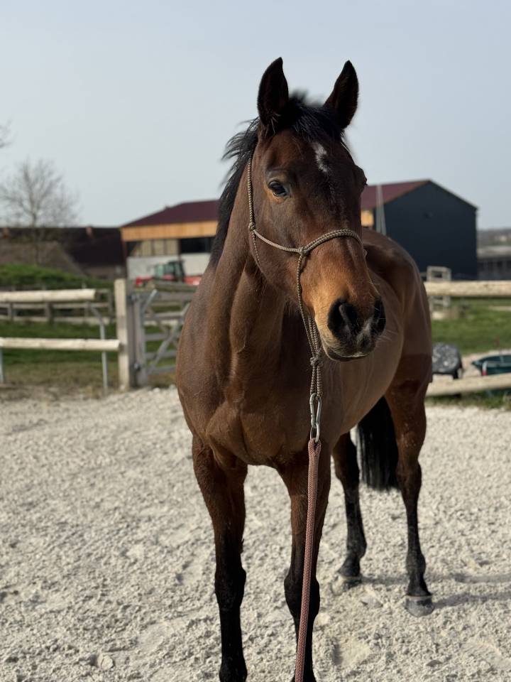 Cavalla Purosangue In vendita 2019 Baio
