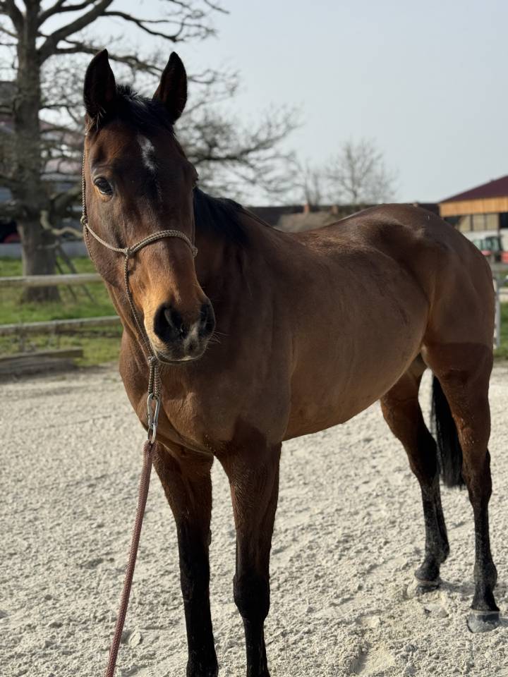 Cavalla Purosangue In vendita 2019 Baio