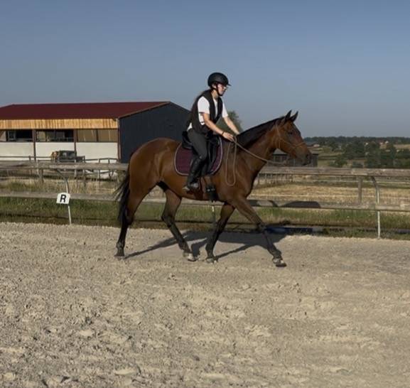 Cavalla Purosangue In vendita 2019 Baio