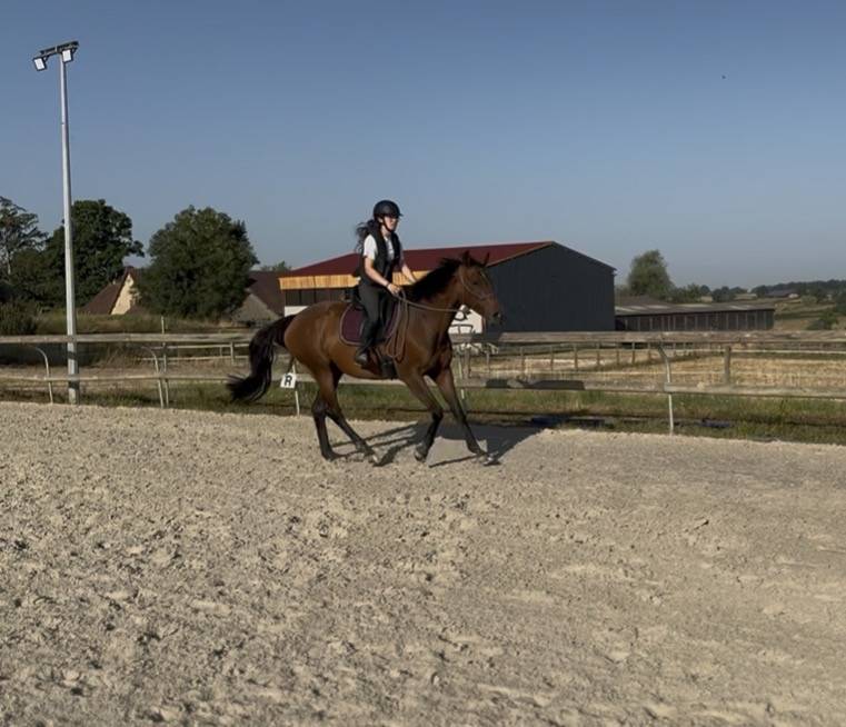 Cavalla Purosangue In vendita 2019 Baio