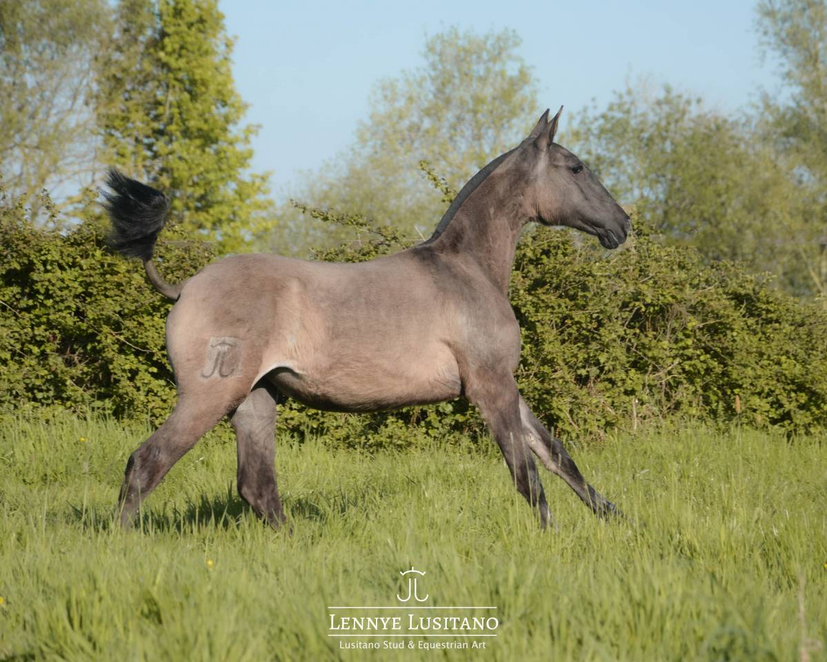 Puledra Lusitano In vendita 2025 Grullo ,  Onyx des Ocres