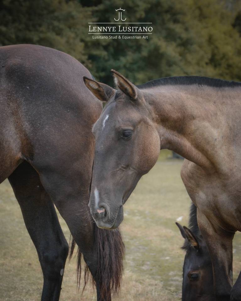 Puledra Lusitano In vendita 2025 Grullo ,  Onyx des Ocres