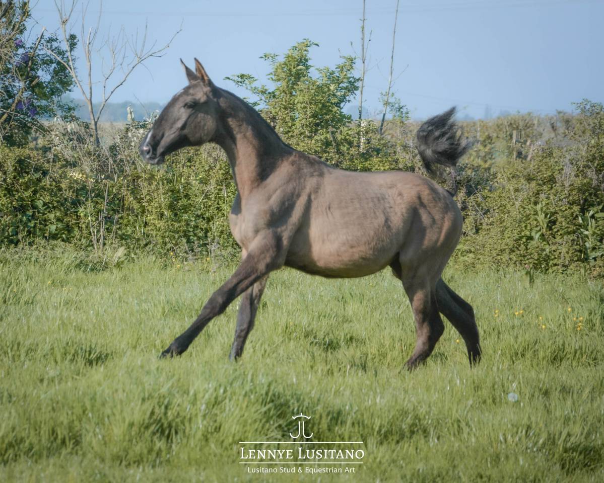 Puledra Lusitano In vendita 2025 Grullo ,  Onyx des Ocres