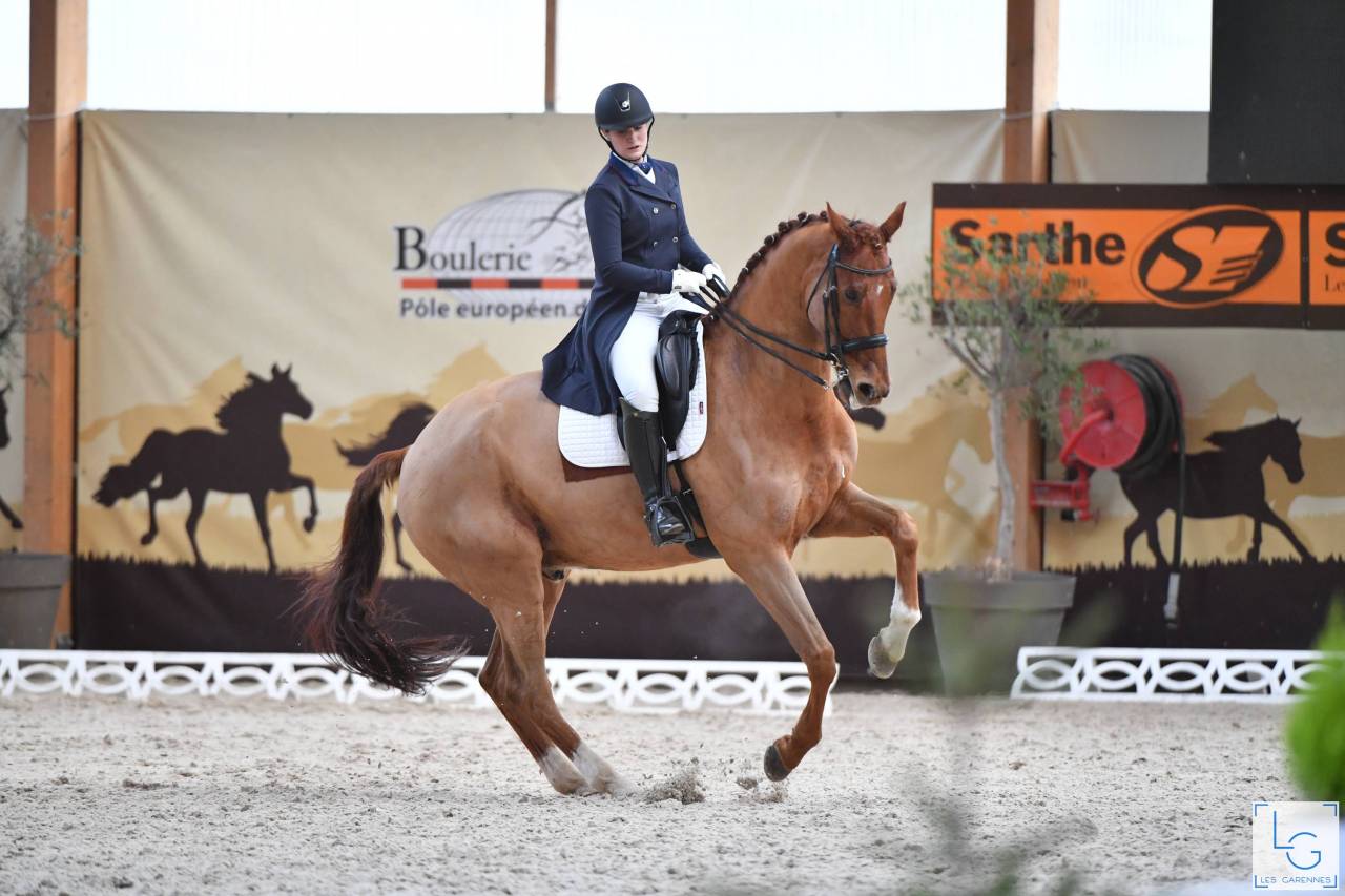 Castrone KWPN Cavallo da Sport Neerlandese In vendita 2011 Sauro