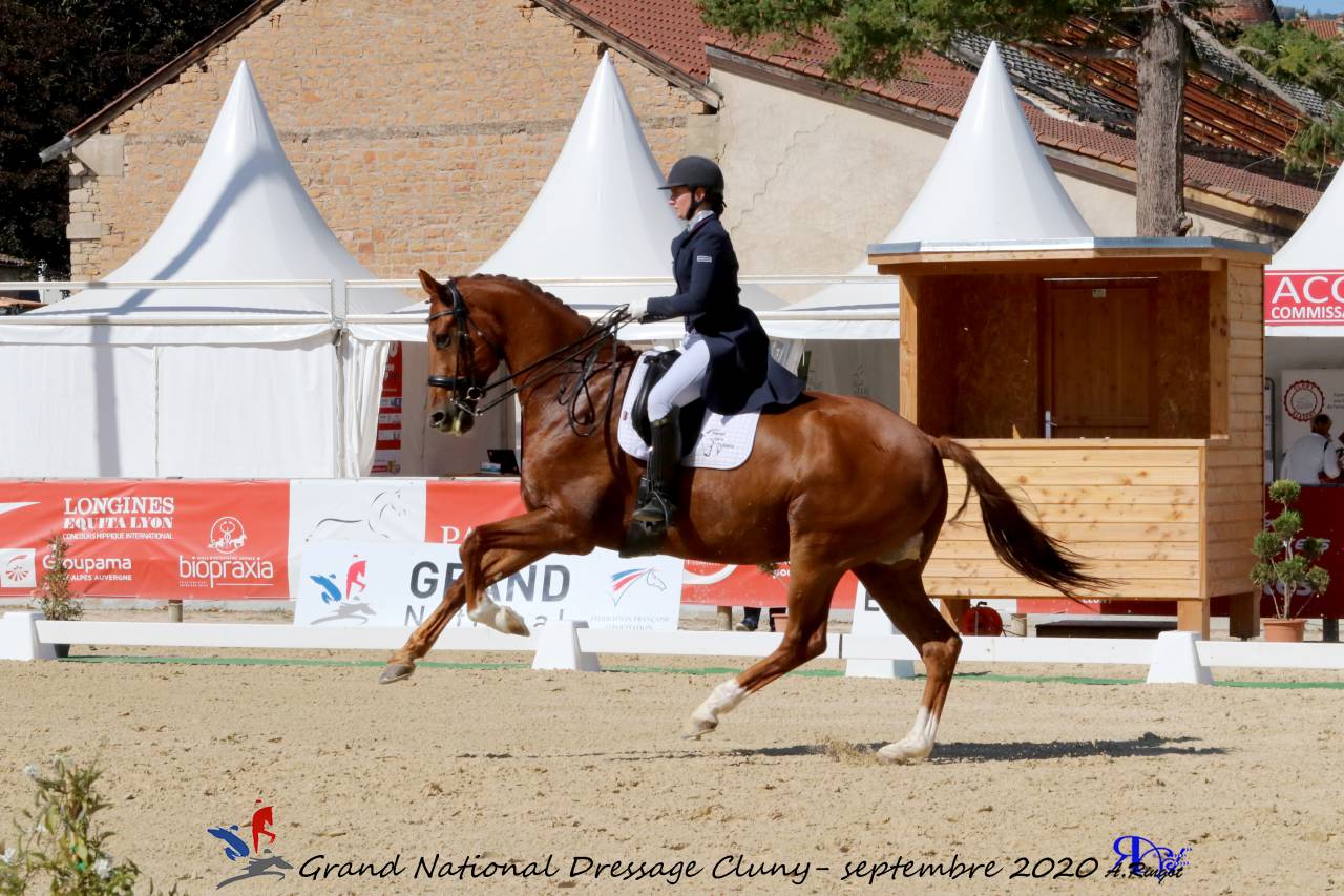 Castrone KWPN Cavallo da Sport Neerlandese In vendita 2011 Sauro