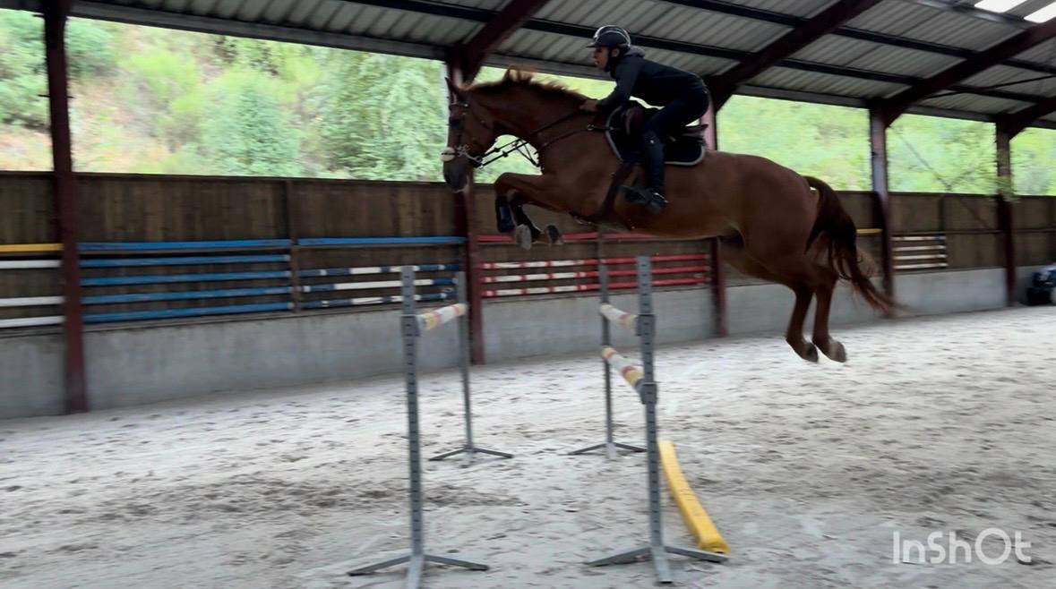 Castrone sBs Cavallo da Sport Belgio In vendita 2019 Sauro ,  Joker ask