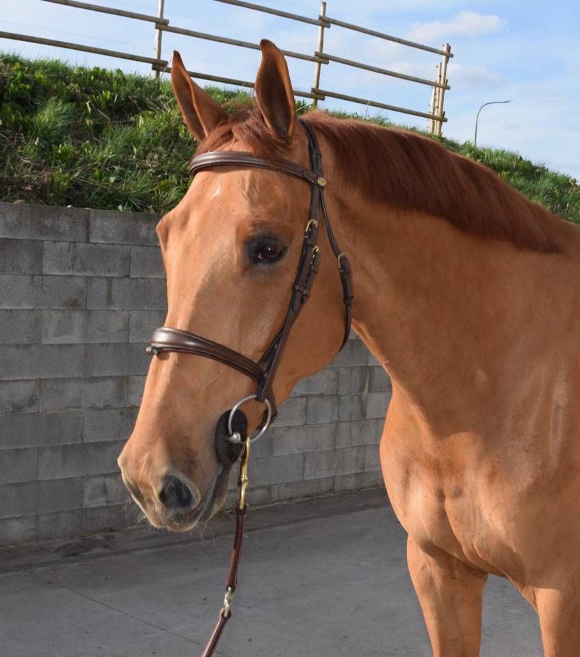 Castrone sBs Cavallo da Sport Belgio In vendita 2019 Sauro ,  Joker ask