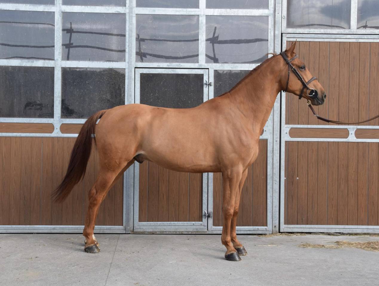 Castrone sBs Cavallo da Sport Belgio In vendita 2019 Sauro ,  Joker ask