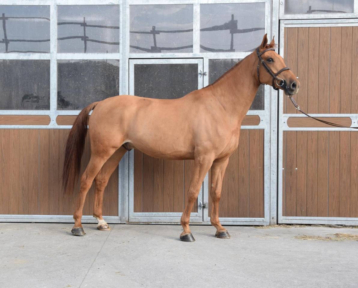 Castrone sBs Cavallo da Sport Belgio In vendita 2019 Sauro ,  Joker ask