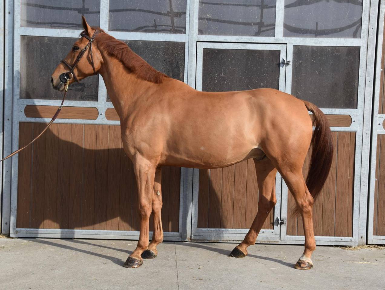 Castrone sBs Cavallo da Sport Belgio In vendita 2019 Sauro ,  Joker ask