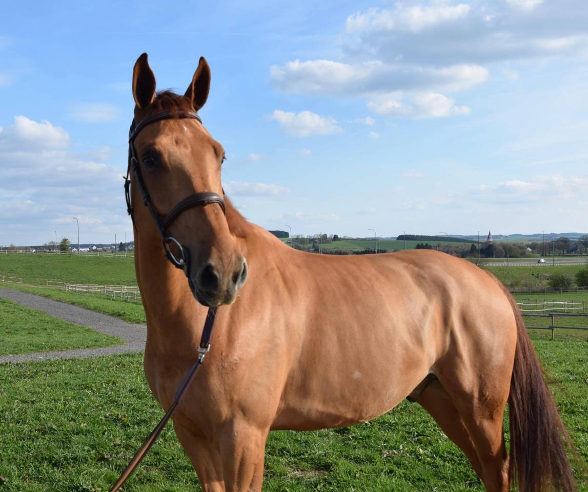 Castrone sBs Cavallo da Sport Belgio In vendita 2019 Sauro ,  Joker ask