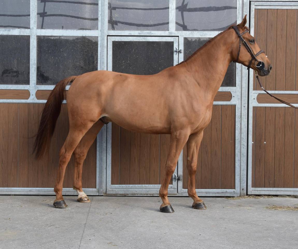 Castrone sBs Cavallo da Sport Belgio In vendita 2019 Sauro ,  Joker ask