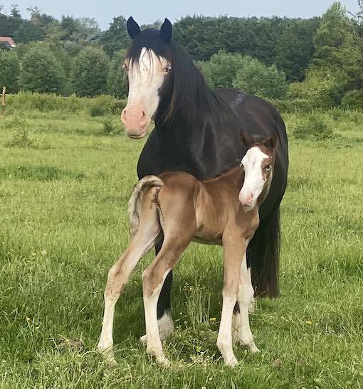 Puledro PFS Pony Francese da Sella In vendita 2026 Baio