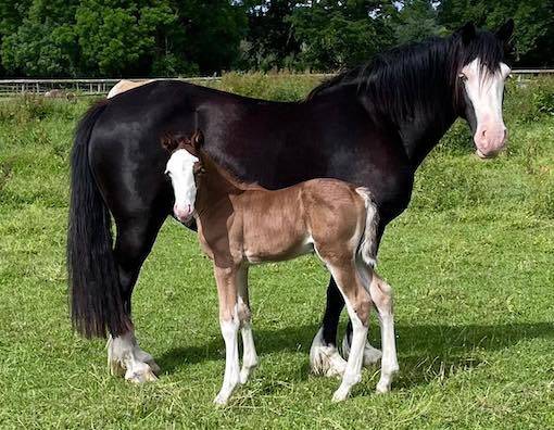 Puledro PFS Pony Francese da Sella In vendita 2026 Baio