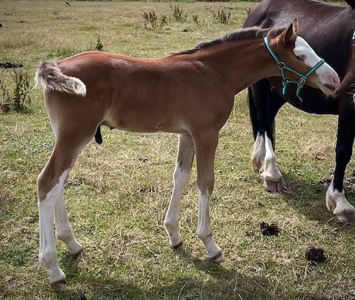 Puledro PFS Pony Francese da Sella In vendita 2026 Baio