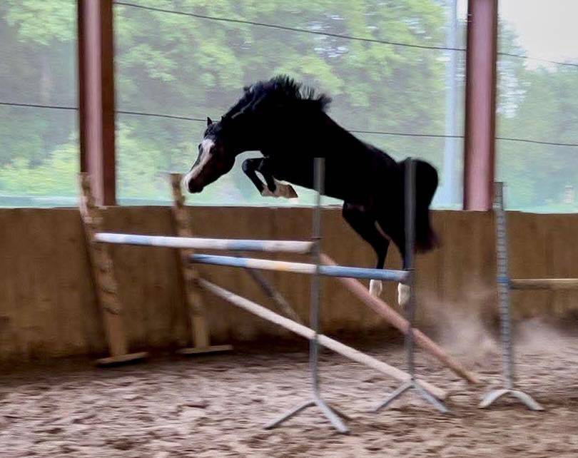 Puledro PFS Pony Francese da Sella In vendita 2026 Baio