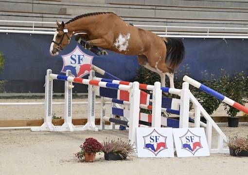 Puledro PFS Pony Francese da Sella In vendita 2026 Baio