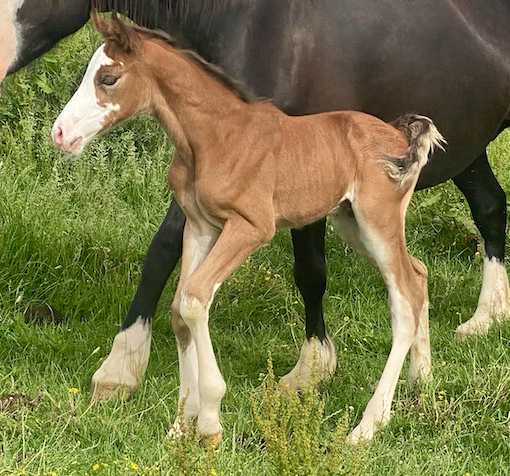 Puledro PFS Pony Francese da Sella In vendita 2026 Baio