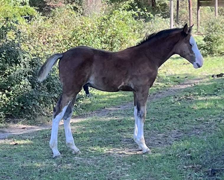 Puledro PFS Pony Francese da Sella In vendita 2026 Baio