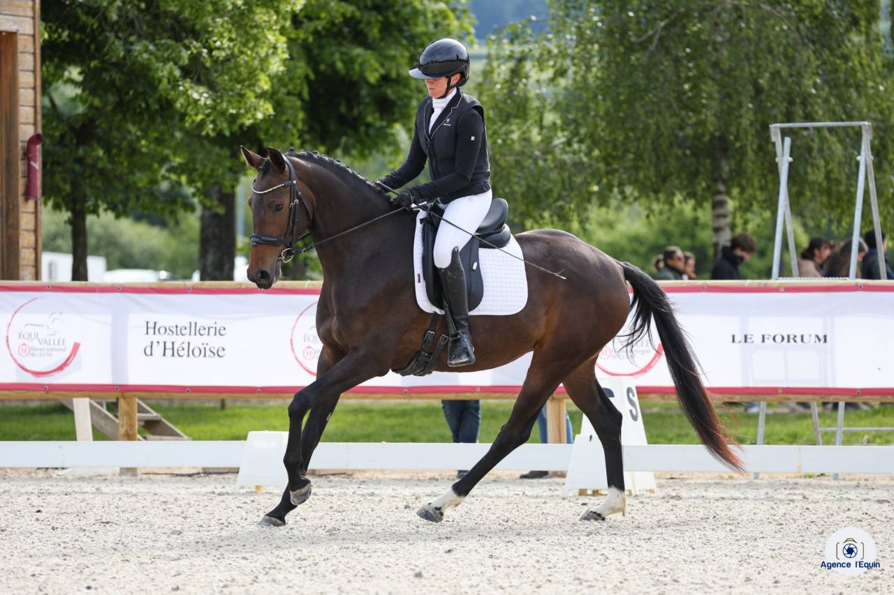 Cavalla KWPN Cavallo da Sport Neerlandese In vendita 2022 Baio scuro