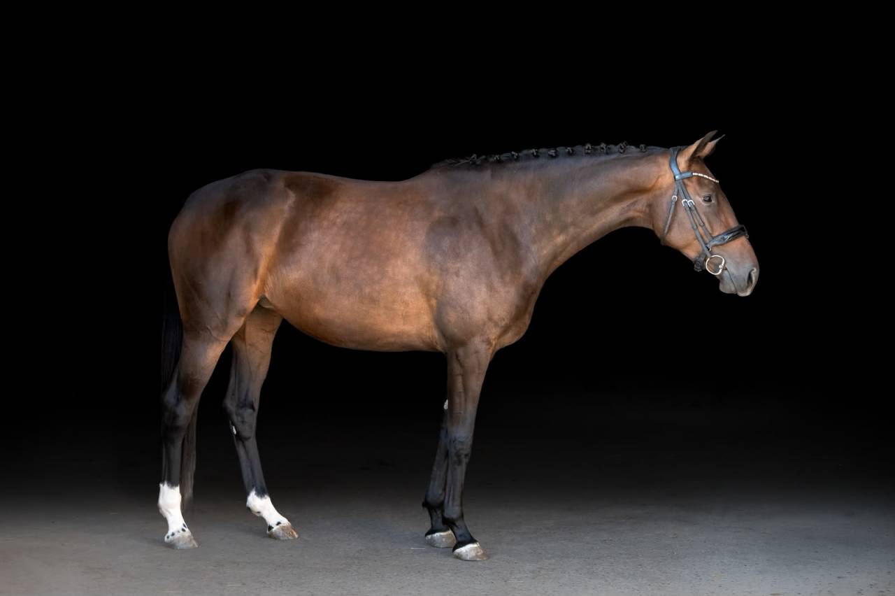 Cavalla KWPN Cavallo da Sport Neerlandese In vendita 2022 Baio scuro