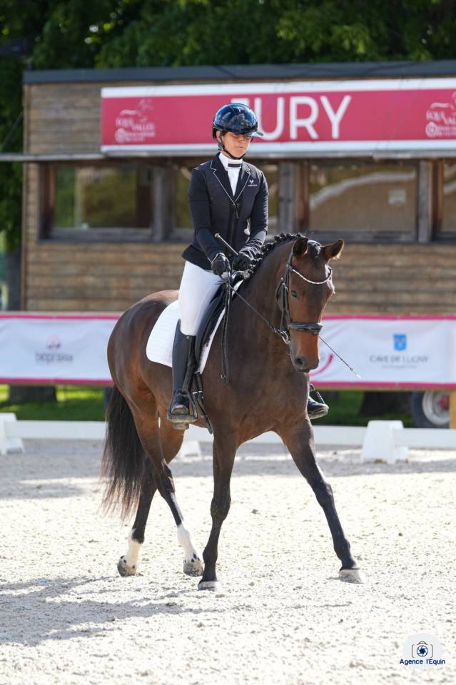 Cavalla KWPN Cavallo da Sport Neerlandese In vendita 2022 Baio scuro
