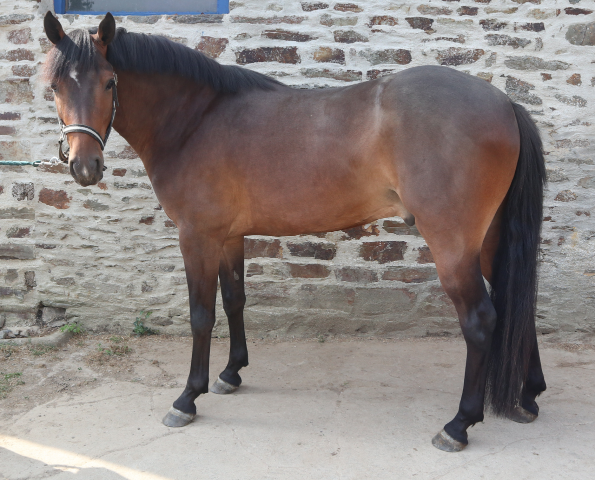 Castrone PFS Pony Francese da Sella In vendita 2023 Baio scuro ,  O Ma Dou&eacute; Kersidal